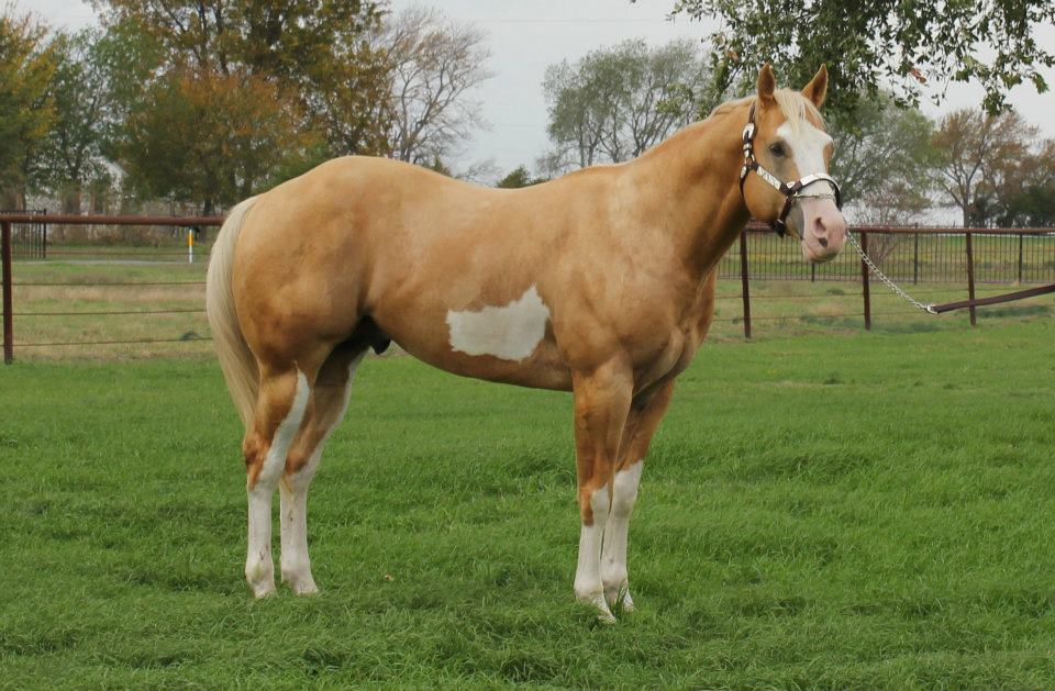 DD Paint and Quarter Horses